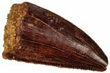 Serrated Raptor Tooth - Real Dinosaur Tooth #298129-1